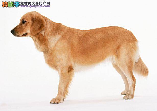 【金毛犬价格】纯种金毛犬多少钱一只（全国报价）