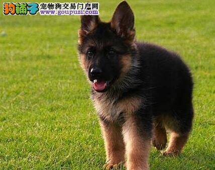 德国牧羊犬走路一瘸一拐的是骨折了吗