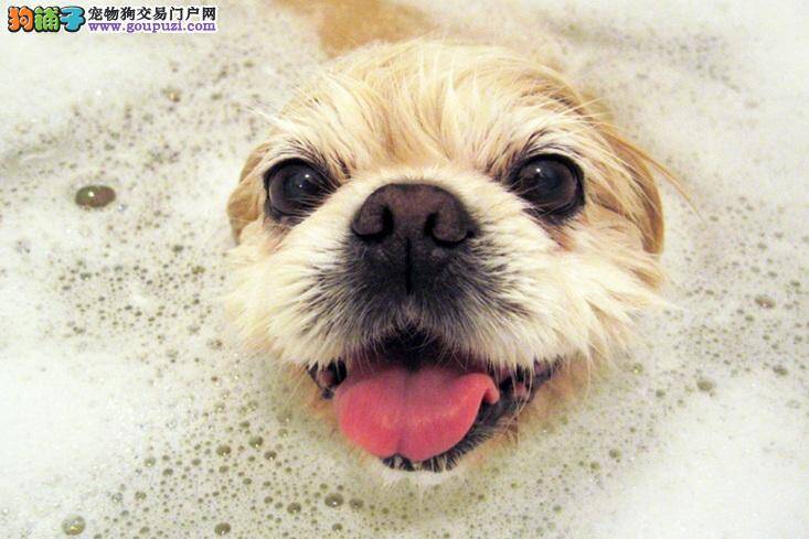狗狗不是有洗就好，重要的是挑对洗毛精