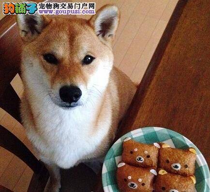 柴犬常见疾病种类分析以及预防方法