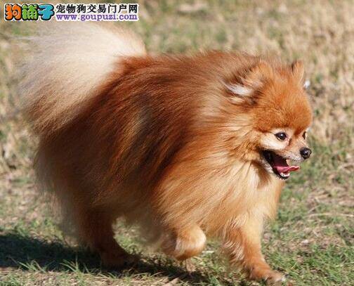 训练博美犬习惯外出笼的方法