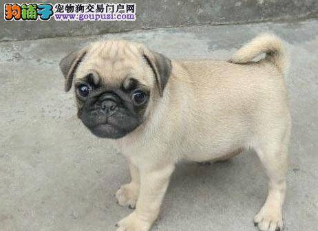 巴哥犬几大陋习的纠正方法