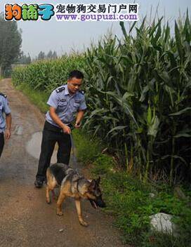 农民辛苦一年玉米被盗 警犬出动立时破案