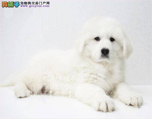 大白熊犬突然不肯吃东西是为什么