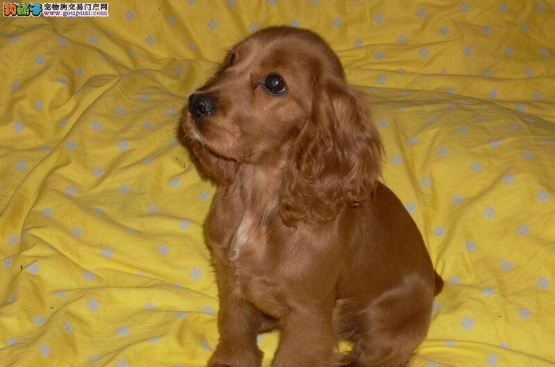 怎样让可卡犬有一个非常温暖的家