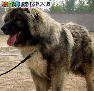 应对饮食怪癖有绝招 高加索犬的异食癖怎样纠正