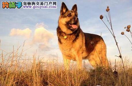 高科技购买 网络购买德国牧羊犬安全么