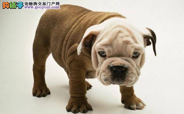 英国斗牛犬基本训练 训练英牛定点大小便和松口
