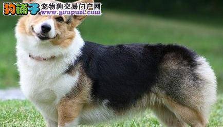 威尔斯柯基犬 挑选饲养要点