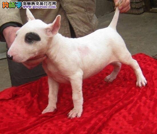 牛头梗不好好吃饭只吃零食应如何改正这个问题
