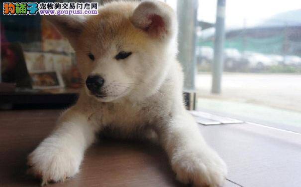 秋田犬拉肚子的治疗方法