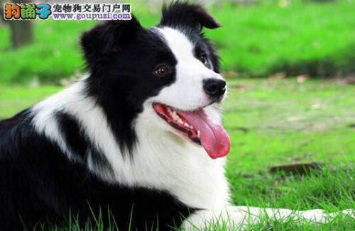 用药驱虫不可麻痹大意 如何给边境牧羊犬驱虫