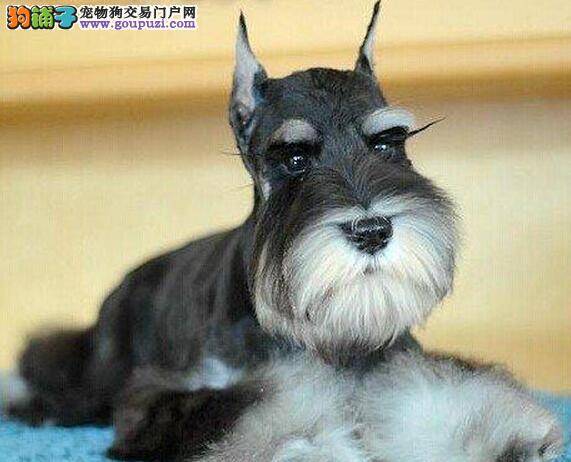 雪纳瑞幼犬的挑选要从何入手