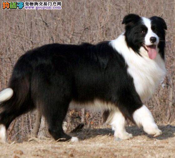 最实用的健康书之三个方法解决边境牧羊犬便秘问题