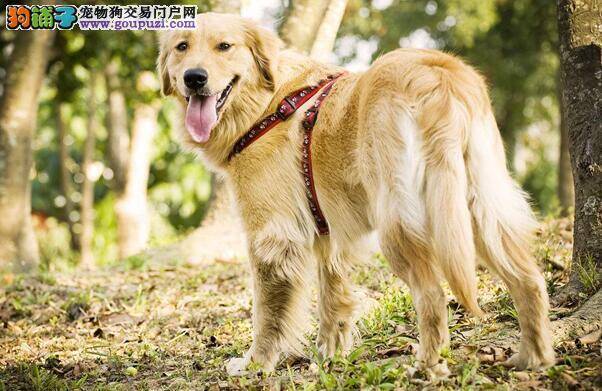 金毛养成记之梳毛的秘密