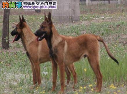 性格考评与分析 如何测试马犬的墙制度