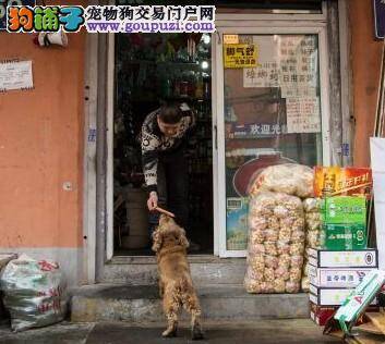 聪明狗狗独自叼钱买食物 通人性受众人喜爱