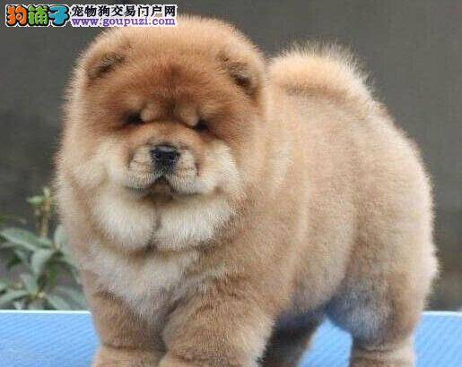 松狮犬吃完西瓜后呕吐，吃什么都吐该怎么办