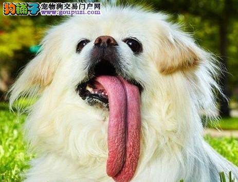 世界上舌头最长的狗获吉尼斯世界纪录