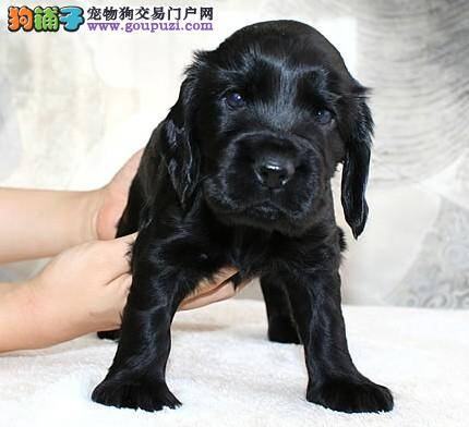 可卡犬莫名其妙的抽搐，呕吐是什么毛病