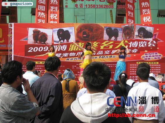 2009届淄博藏獒名犬博览会在张店区隆重举行