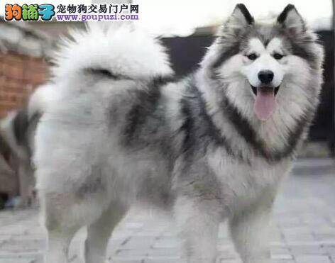 刚抱回家的阿拉斯加犬不吃不喝，只睡觉是怎么了