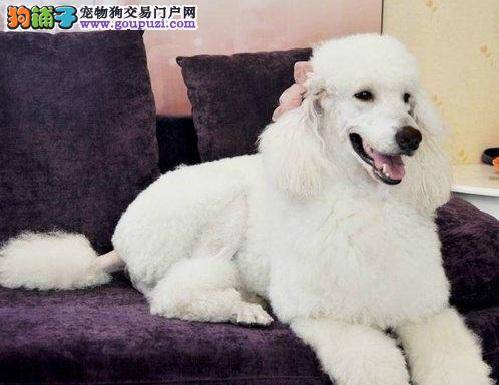 对抗贵宾犬白内障最有效的六大营养