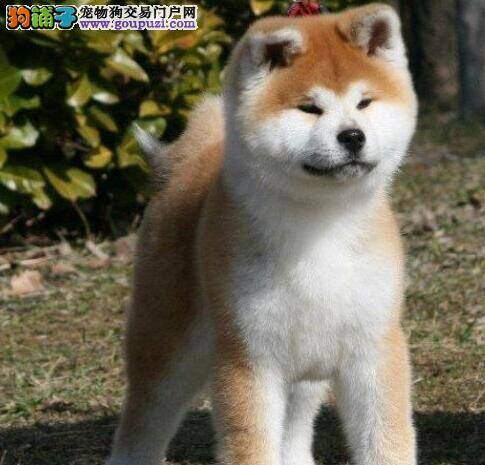选购秋田犬的时候我们不能忽略的问题