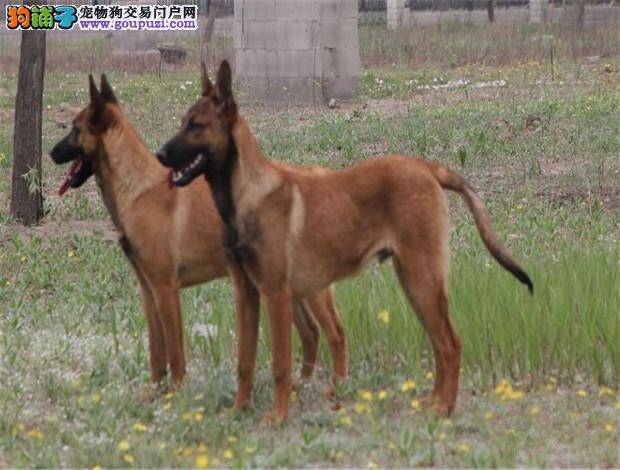 马犬身上严重的掉毛，全身无力没事吧