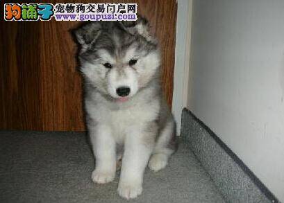 专家推荐小窍门 教你如何提高哈士奇的免疫力