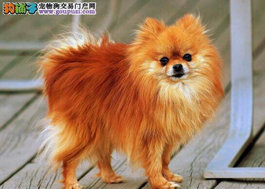 牢记阻止博美犬打斗的方法 避免受攻击