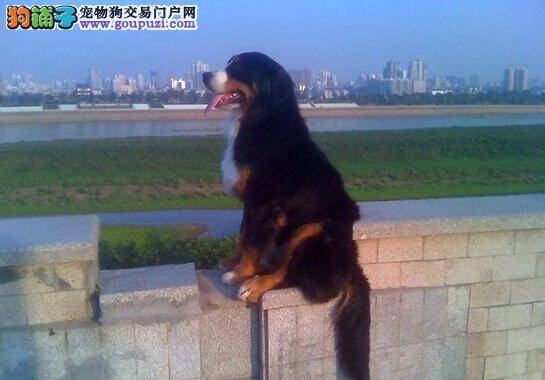日常美容指南 怎样给伯恩山犬科学修剪毛发