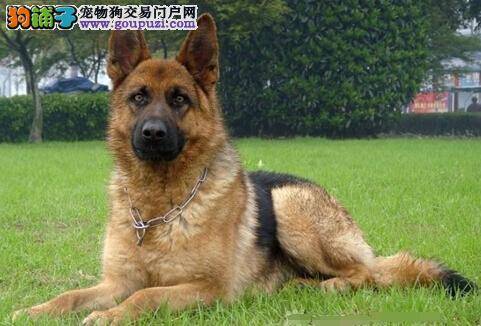 饲养德国牧羊犬时哪些要点不能忽视