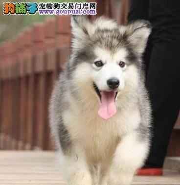 阿拉斯加犬吐黄色粘液是什么情况