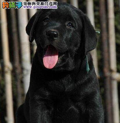 黄金季节 如何让拉布拉多犬快乐生活