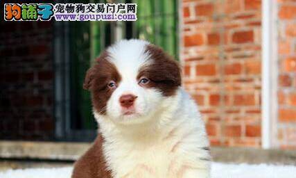 边境牧羊犬吃零食的好提议