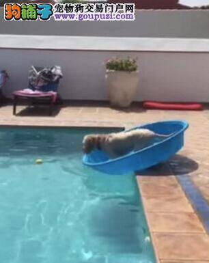 聪明狗狗捡球不下水 自己“划船”达到目的