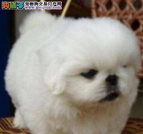 分析京巴犬毛发稀疏的两大原因——遗传与后天饲养