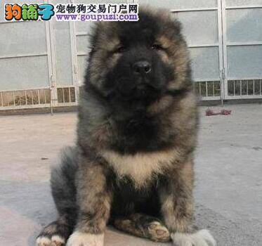 怎样让高加索犬对你言听计从