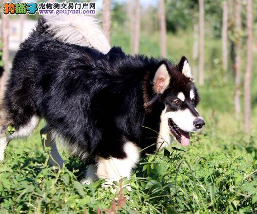 教你购买阿拉斯加雪橇犬应该掌握的几个要点