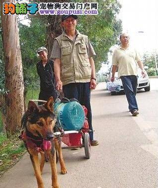 暑期临近，宠物出境将迎来一波小高潮