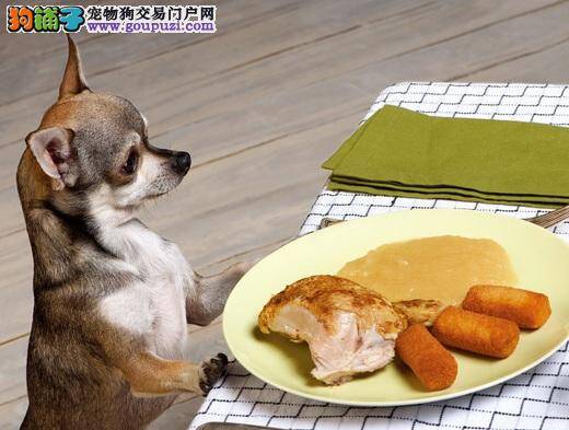 吃饲料没营养又易胖，自制健狗饭还比较省钱