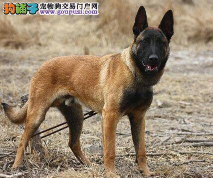 调教狗狗三步走 如何分阶段训练马犬