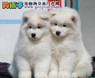 怎样合理的照顾好才出生的萨摩耶