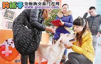 狗狗也能治病 重庆首次举办助疗犬公益活动