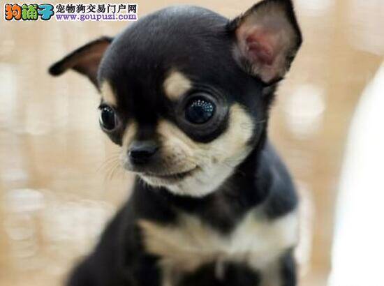 吉娃娃吐黄东西，没精神不吃饭是怎么回事