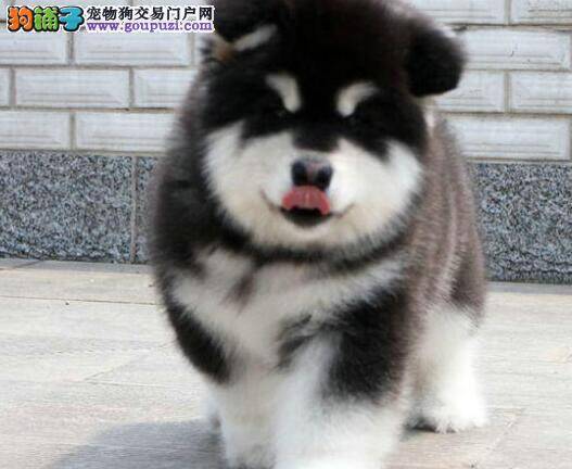 巧妙根据阿拉斯加犬的表情识别它的感情世界