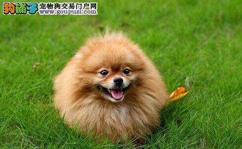 防病小方法 预防博美犬耳朵发炎的措施