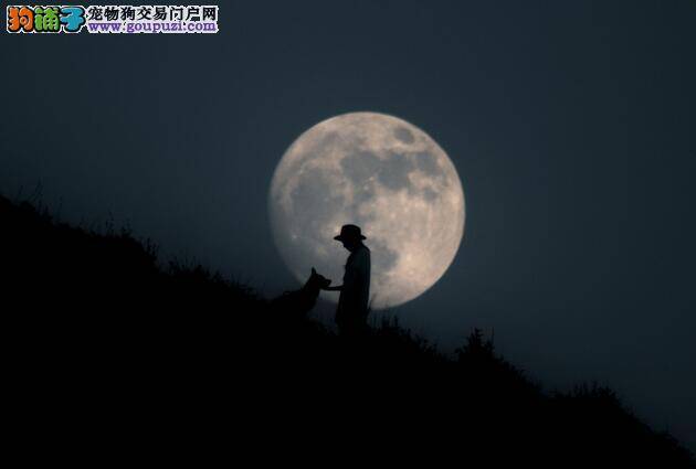 超级满月「爬坡」赏月，人狗共享世纪满月夜