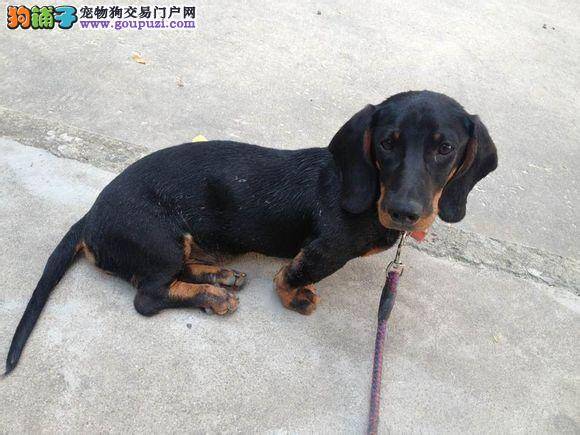 腊肠犬最近没精神，发烧应如何医治